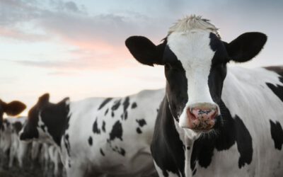 Innovación en fábricas de piensos: tendencias 2026